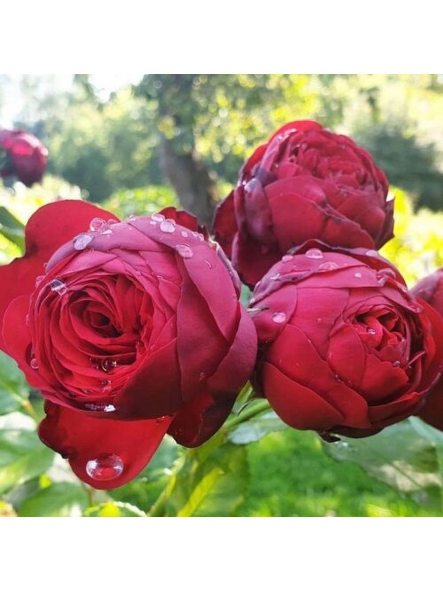 Чайно-гибридная роза с ностальгической формой цветков пиано
