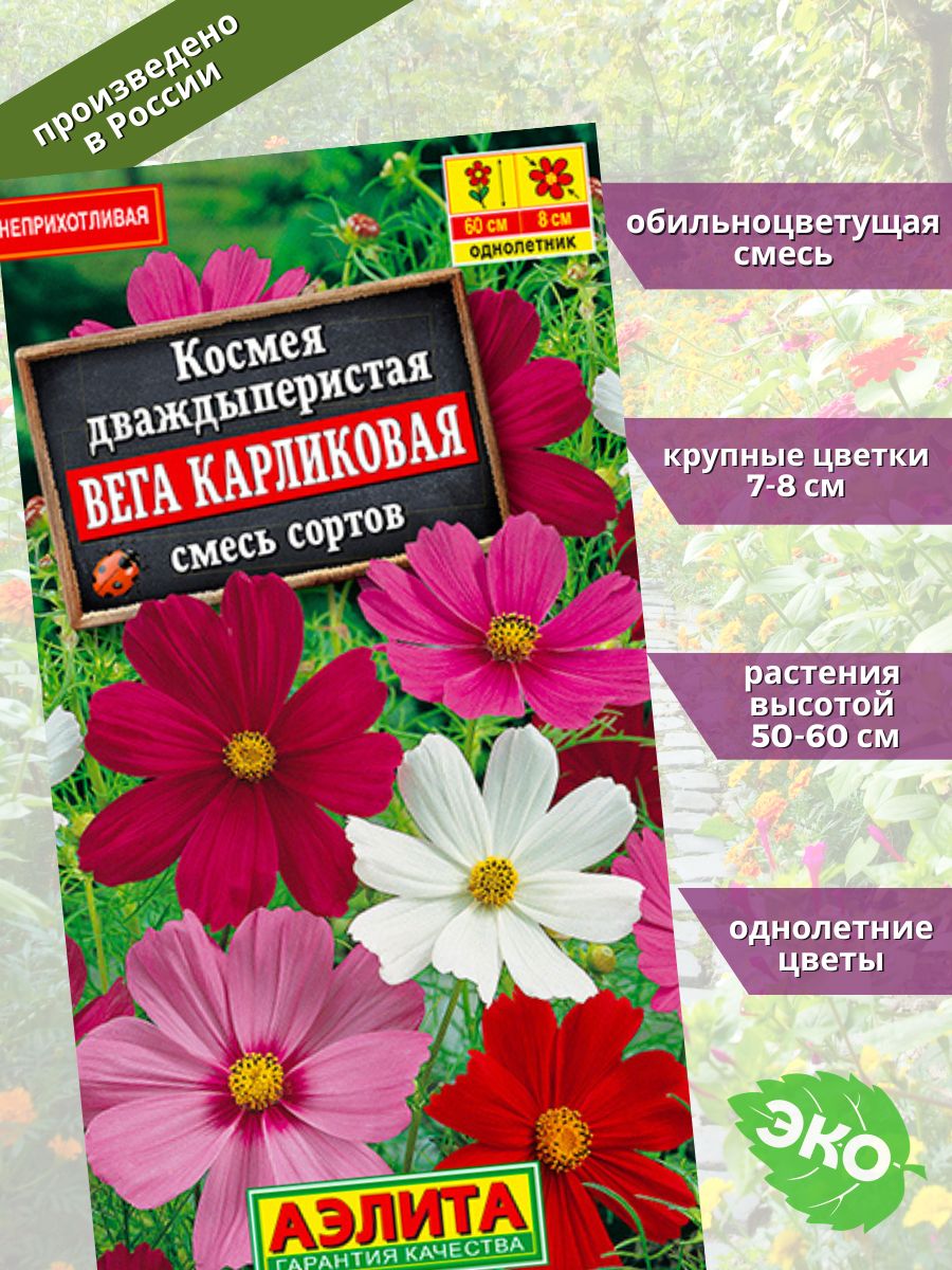 Космея вега карликовая фото