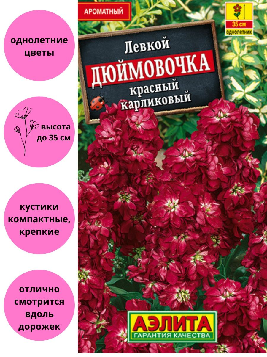 Левкой дюймовочка цветок фото