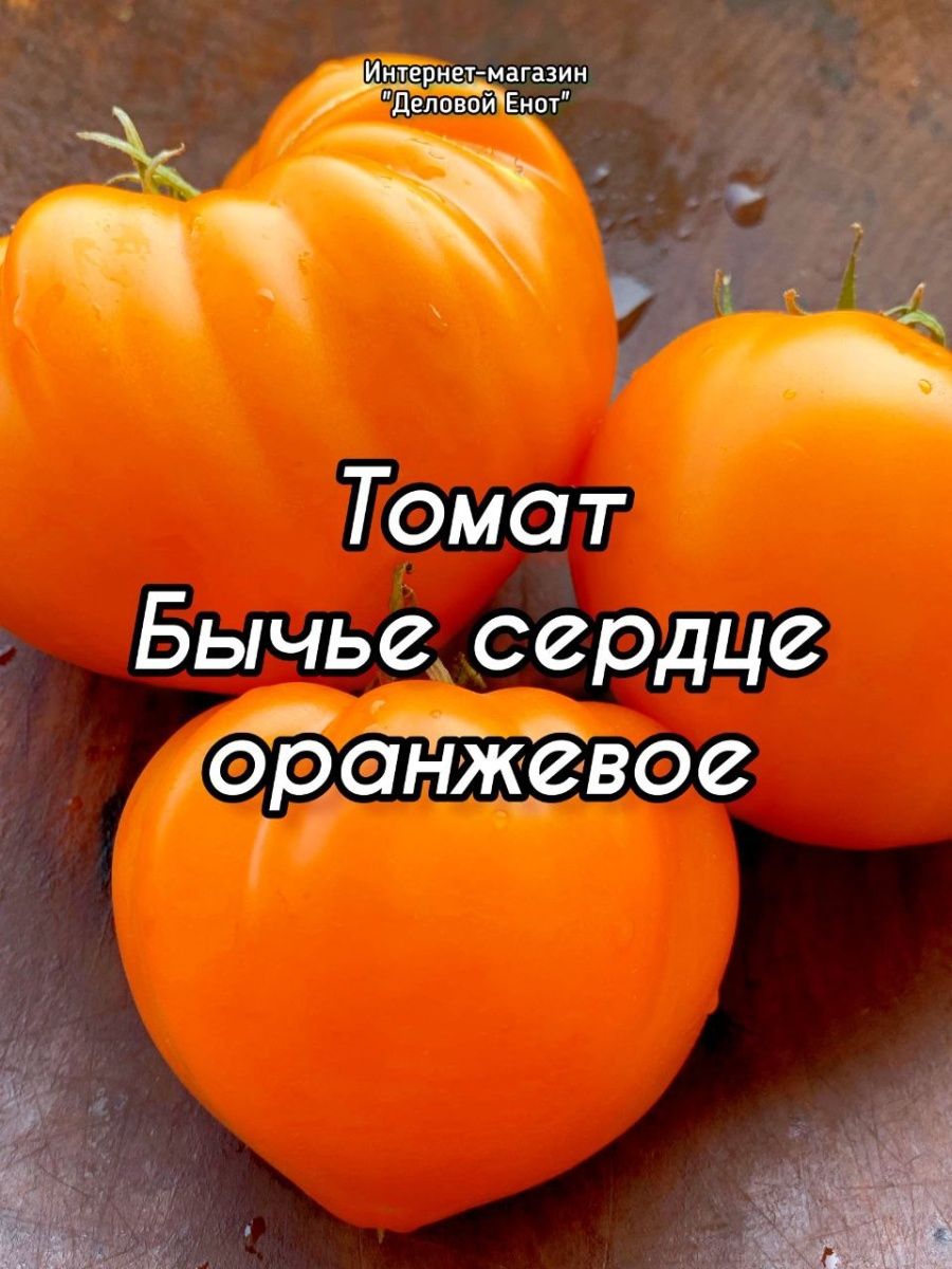 томат бычье сердце шоколадное фото