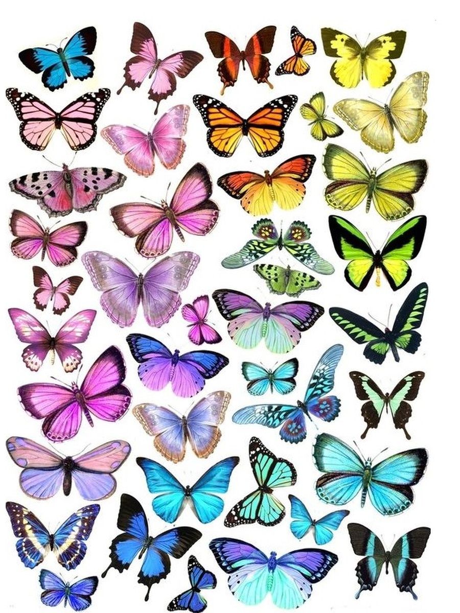 красивые бабочки картинки для печати
