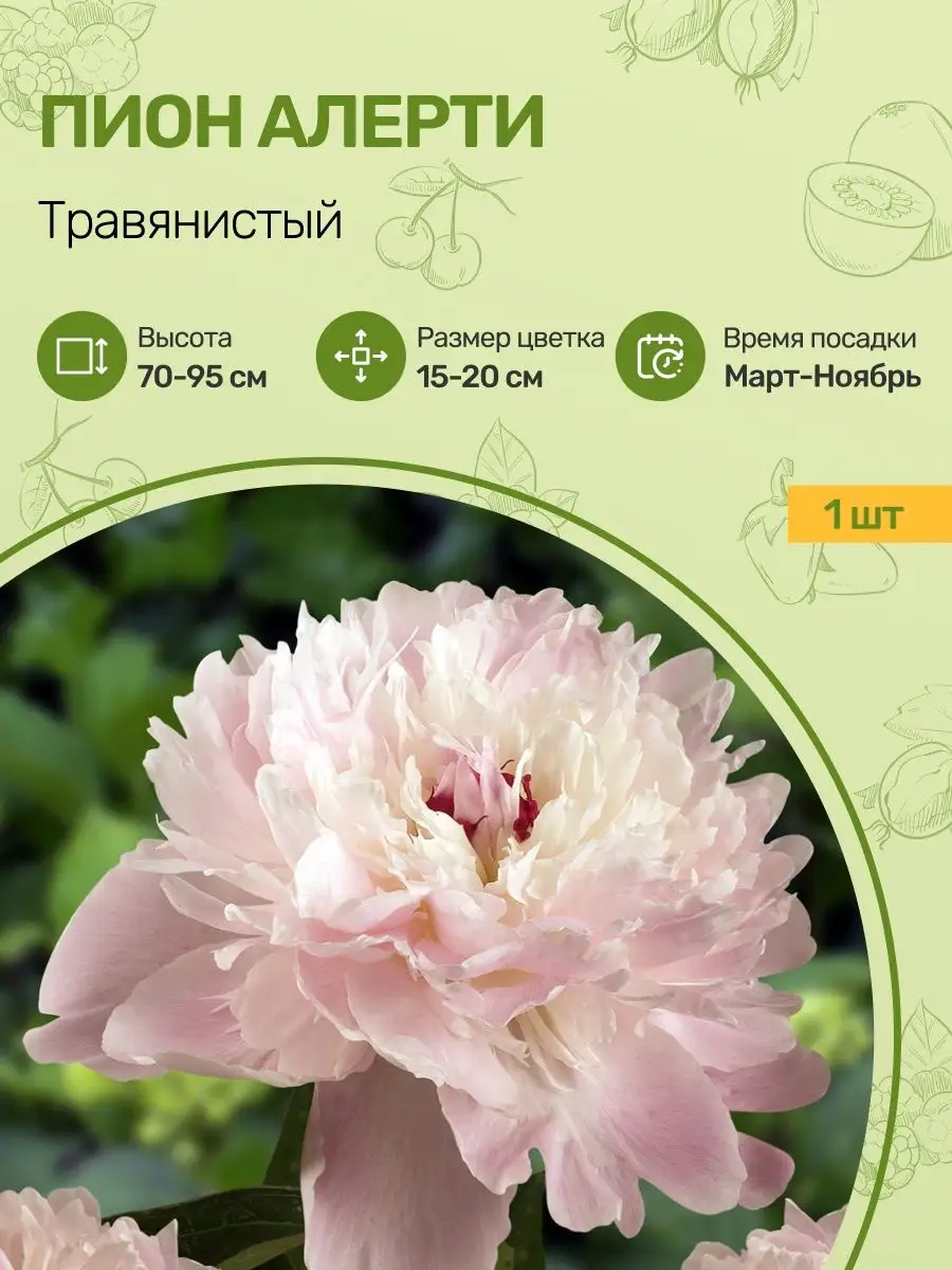 Купить Пионы Саженцы В Интернет Магазине Посадика