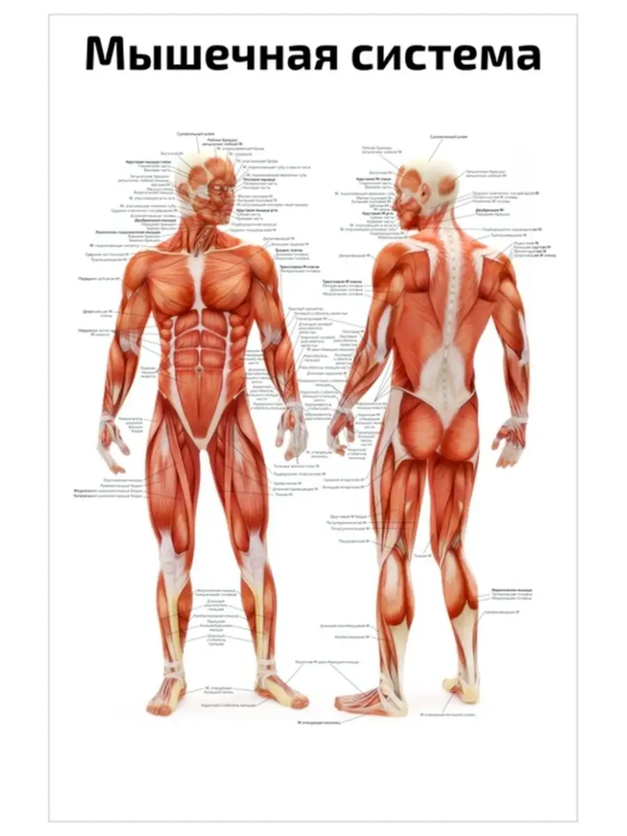 Система мышц человека. Мышечная система человека плакат. Мышечная система человека анатомический плакат. Мышечная система человека анатомия. Атлас мышечной системы человека анатомический.
