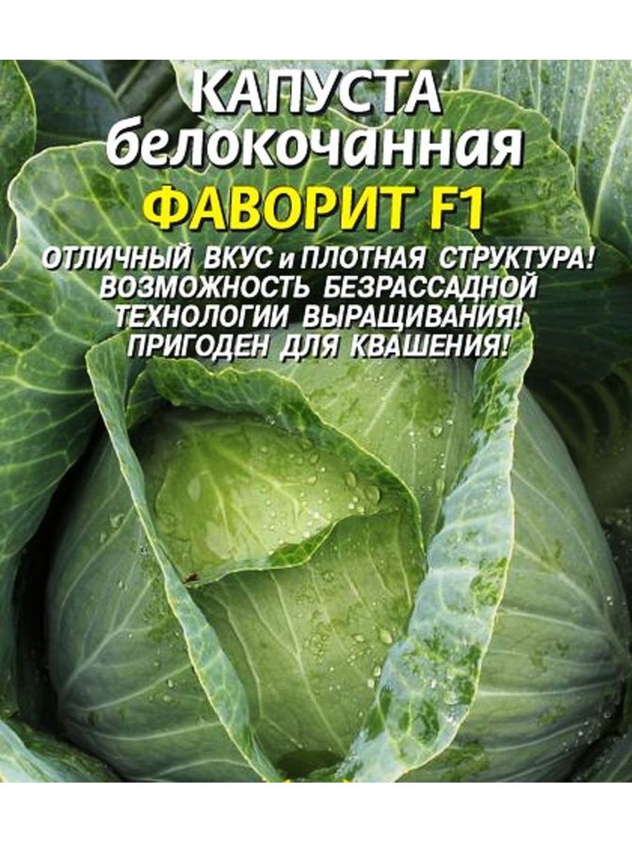 Сп капуста. Капуста Стахановка 1513. Капуста б/к Фаворит f1 ц/п плазма. Капуста Фаворит. Капуста Фаворит описание.