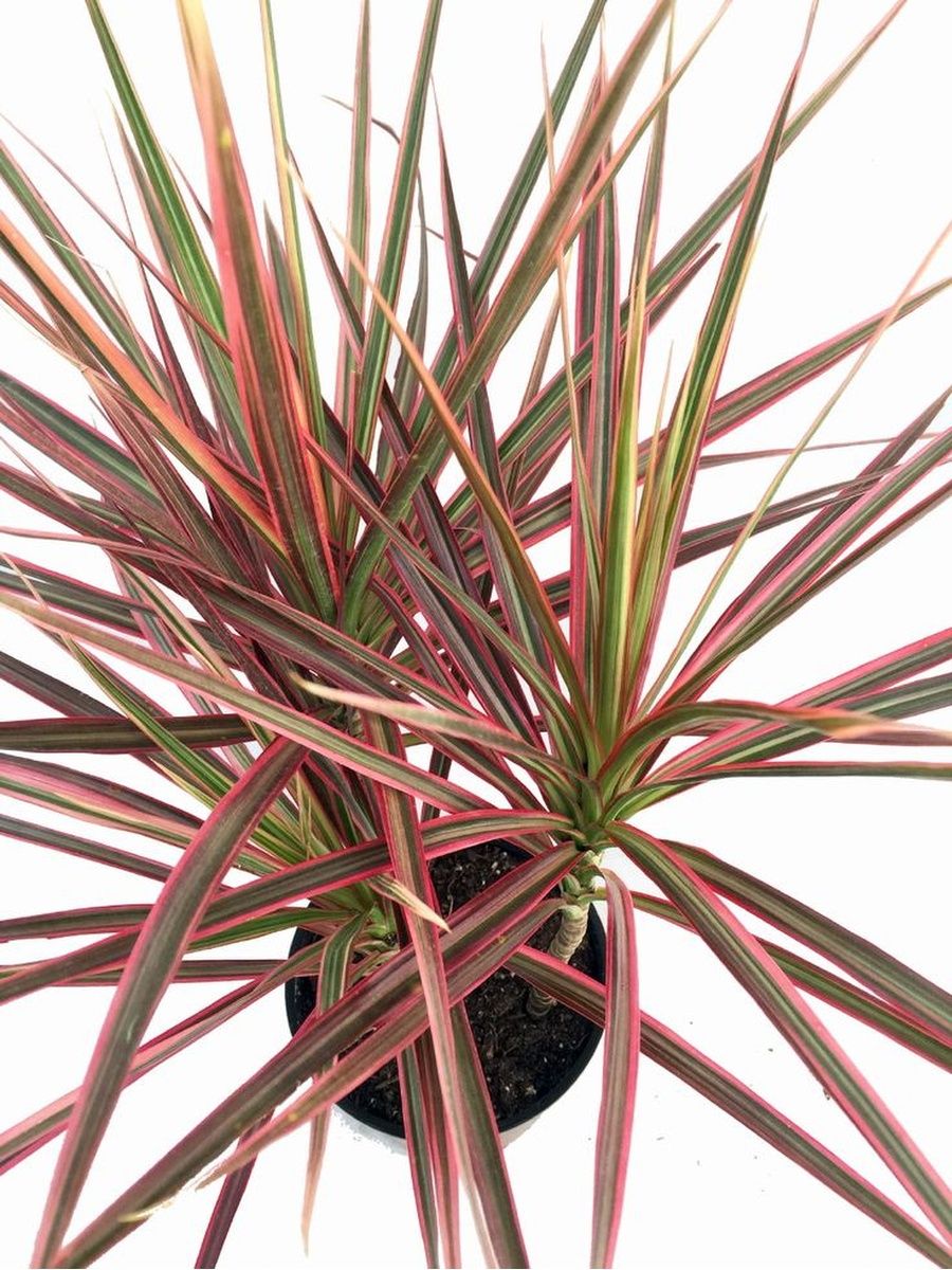 Драцена окаймленная (Dracaena marginata.)