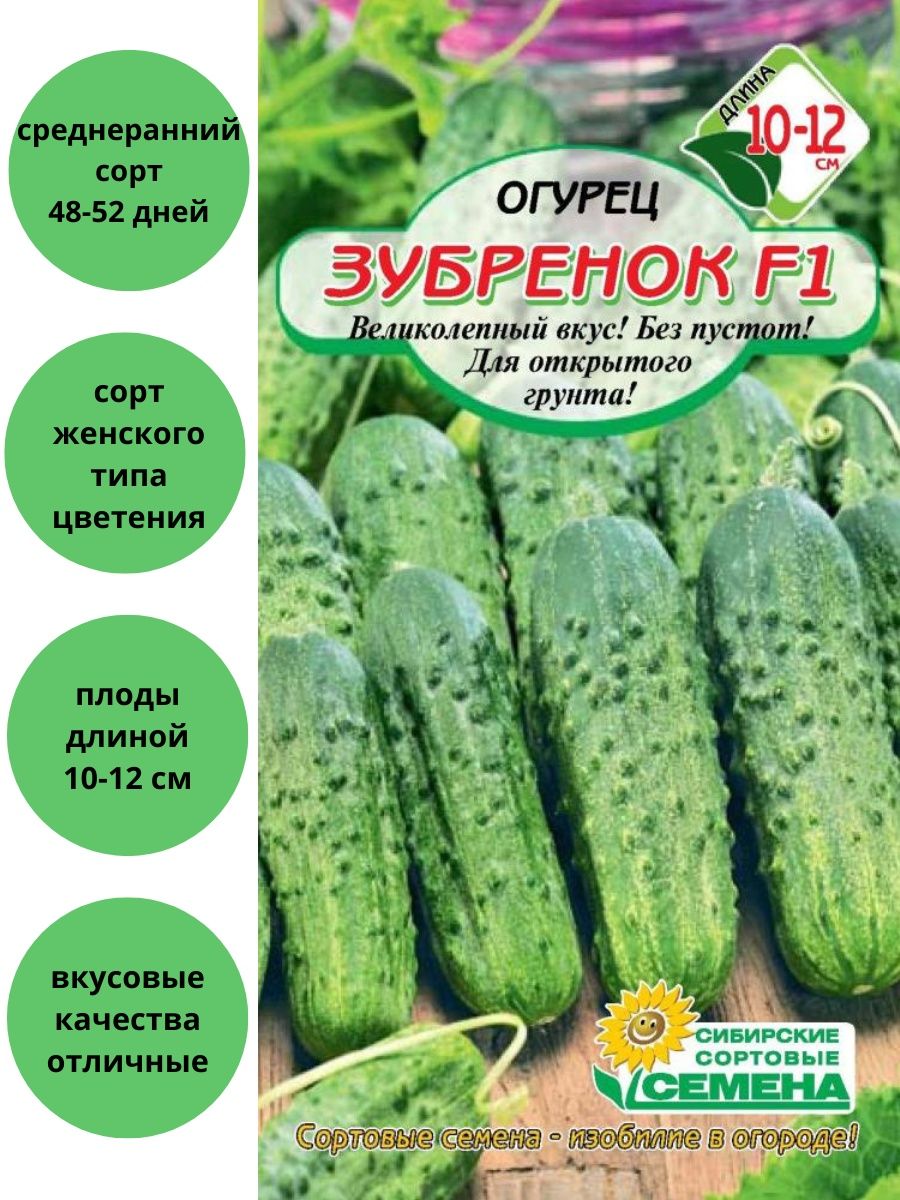 Огурец зубренок фото