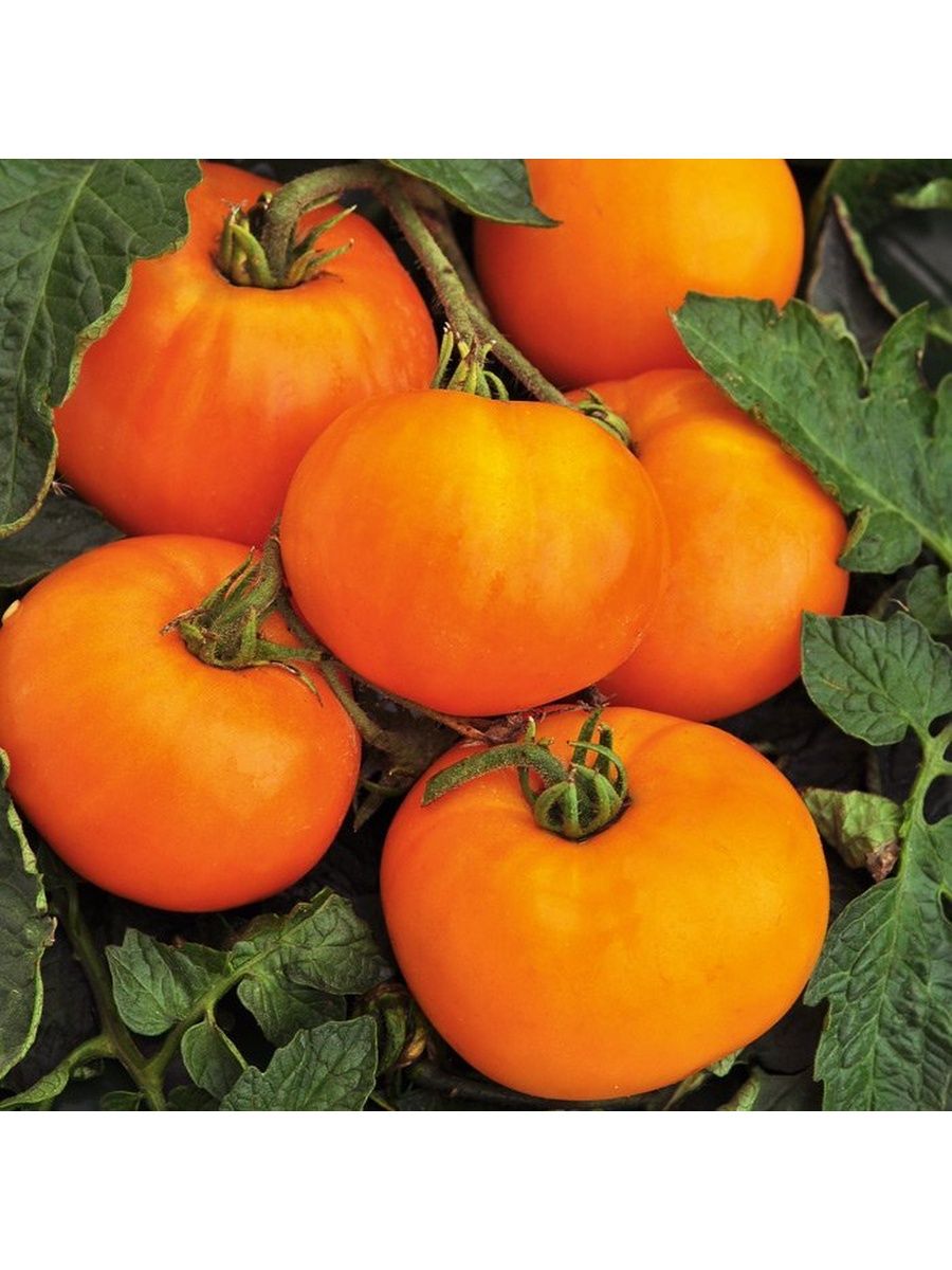 оранжевый помидор фото