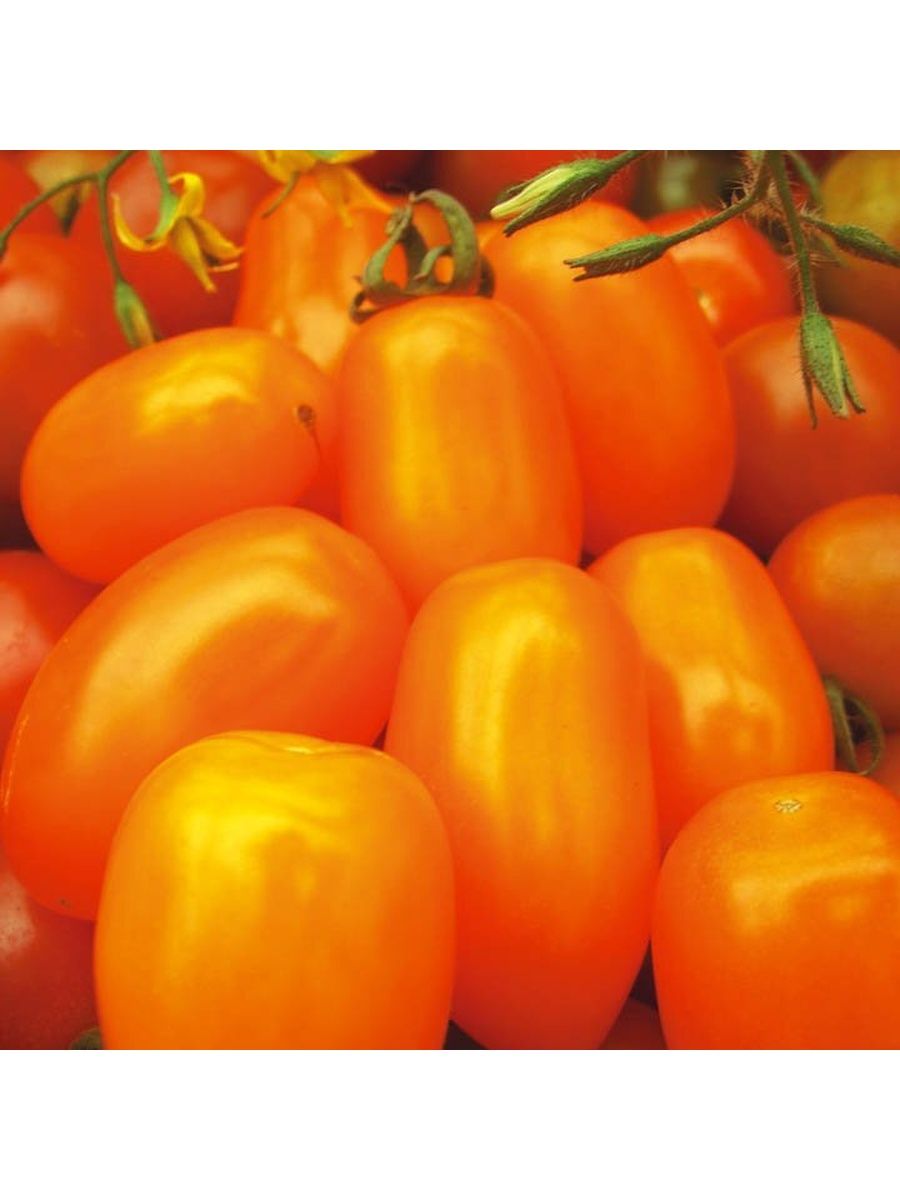 Сорта томатов финик. Томат финик Cибирский f1. Томат финик оранжевый. Томат финик желтый f1. Семена томатами финики желтый.