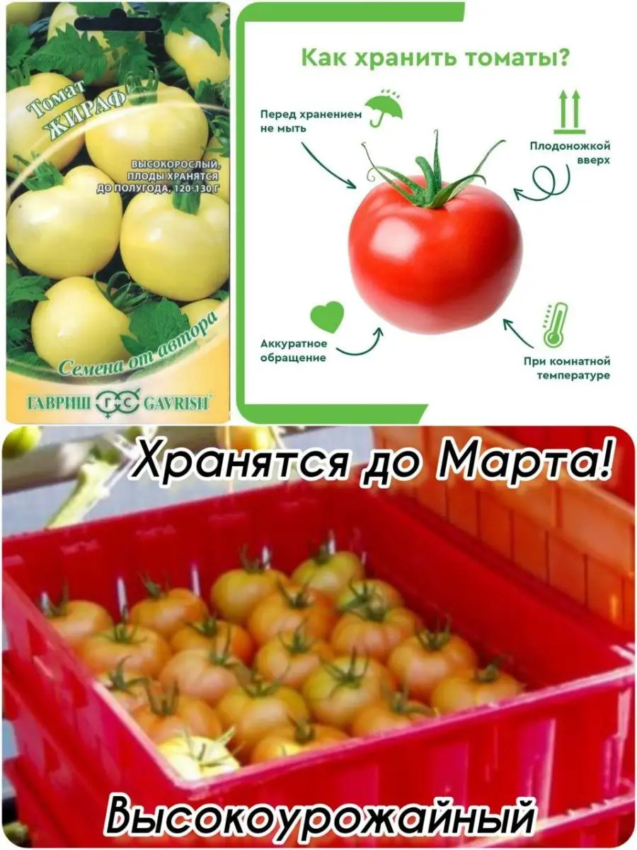 Помидоры Жираф Фото