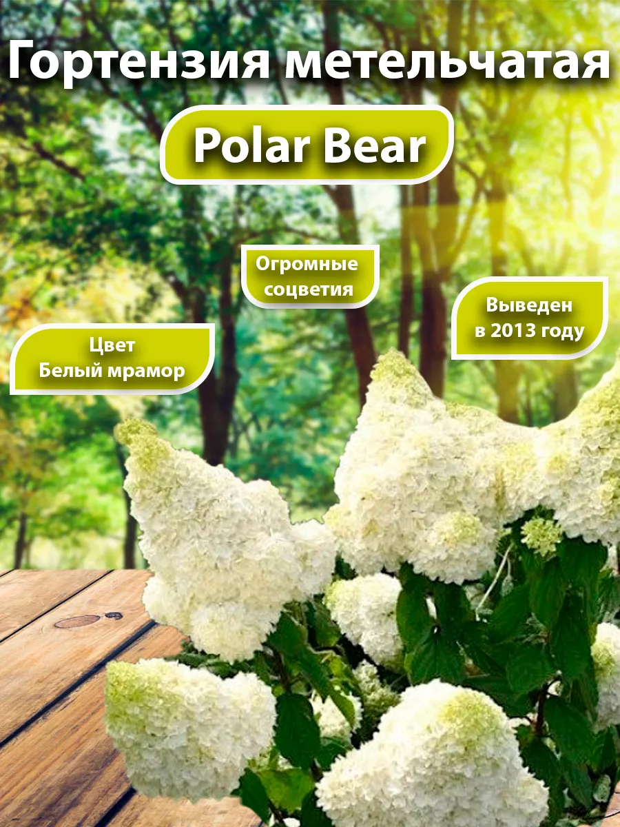 Гортензия метельчатая Polar Bear Садовые Растения 140021379 купить за 825 ₽ в интернет-магазине Wildberries