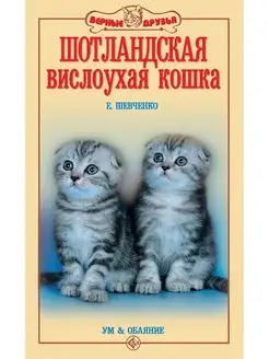 Шотландская вислоухая кошка. Ум и обаяние