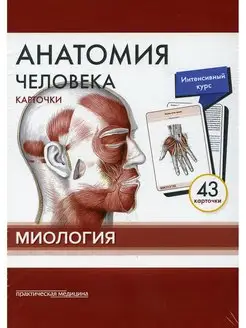 Анатомия человека карточки (43 шт). Миология Учебное по