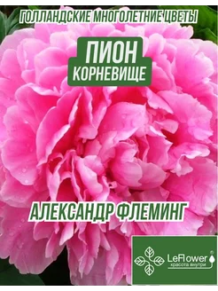 Пион Корневище, Александр Флеминг