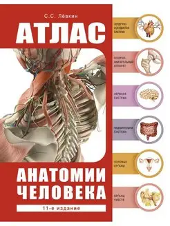 Атлас анатомии человека