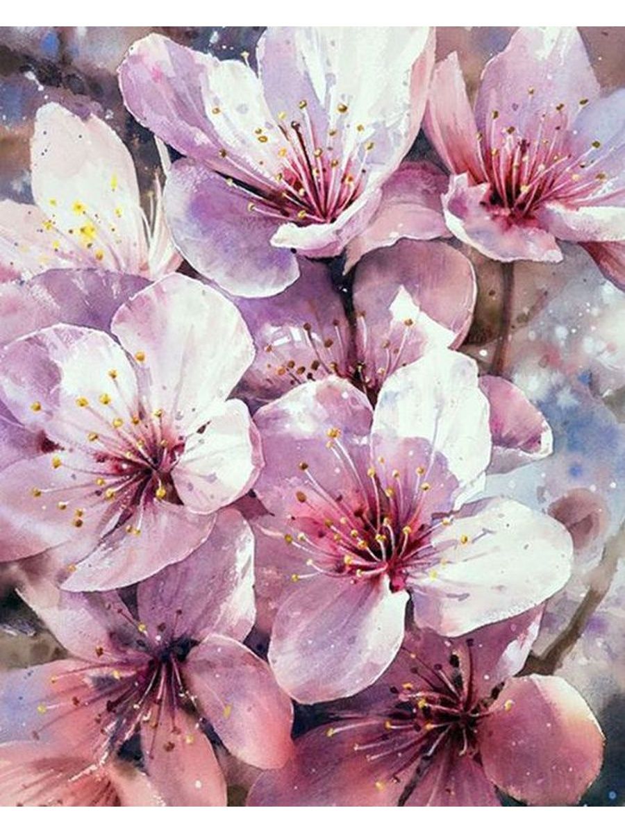 Цветущая вишня акварель
