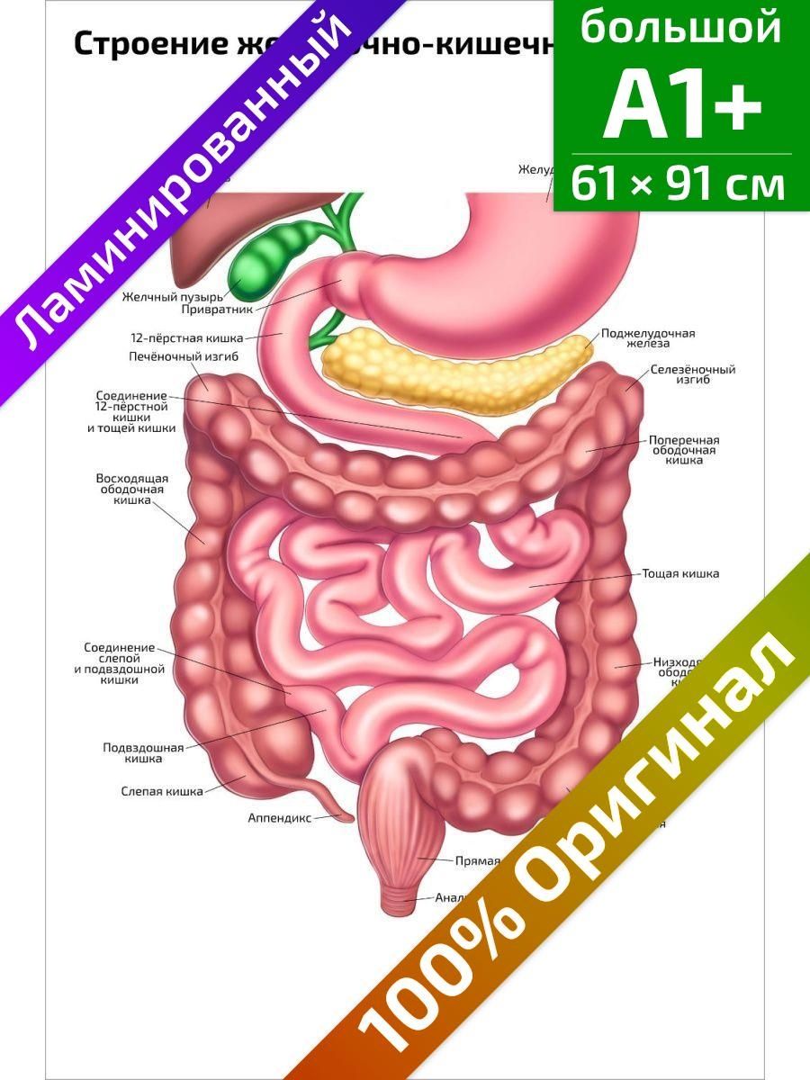 Строение ЖКТ чихуахуа. Строение ЖКТ новорожденного ребенка. Заполните таблицу строение желудка.