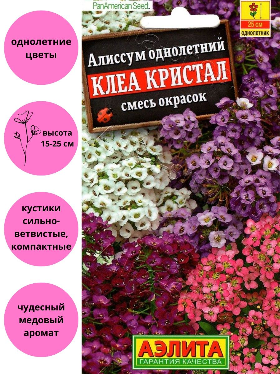 Алиссум клеа кристалл фото и описание