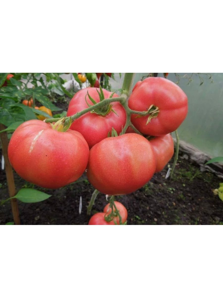 помидоры сорт микадо фото
