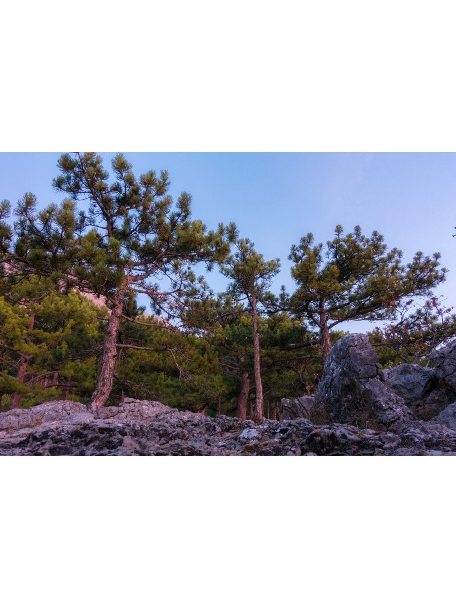 Сосна Крымская (Pinus pallasiana d.don.)