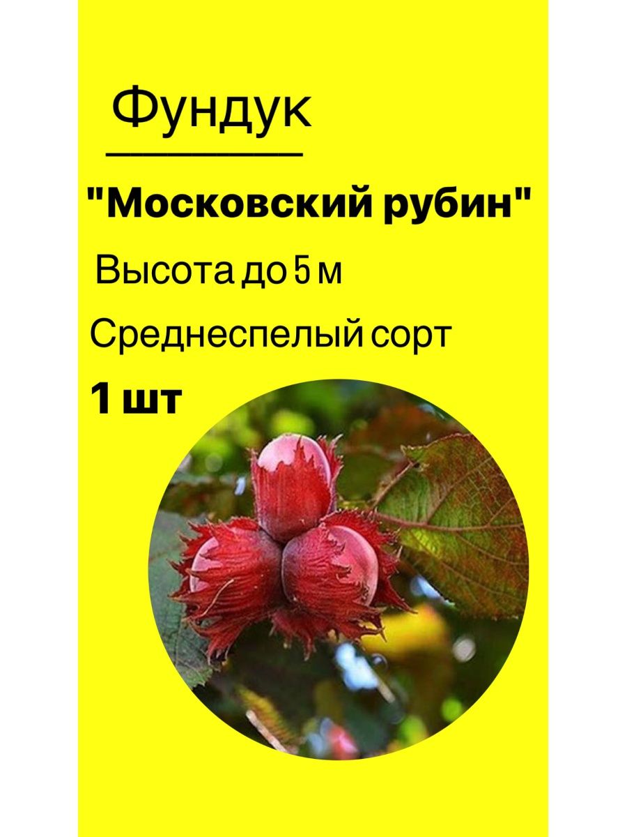 фундук московский рубин фото