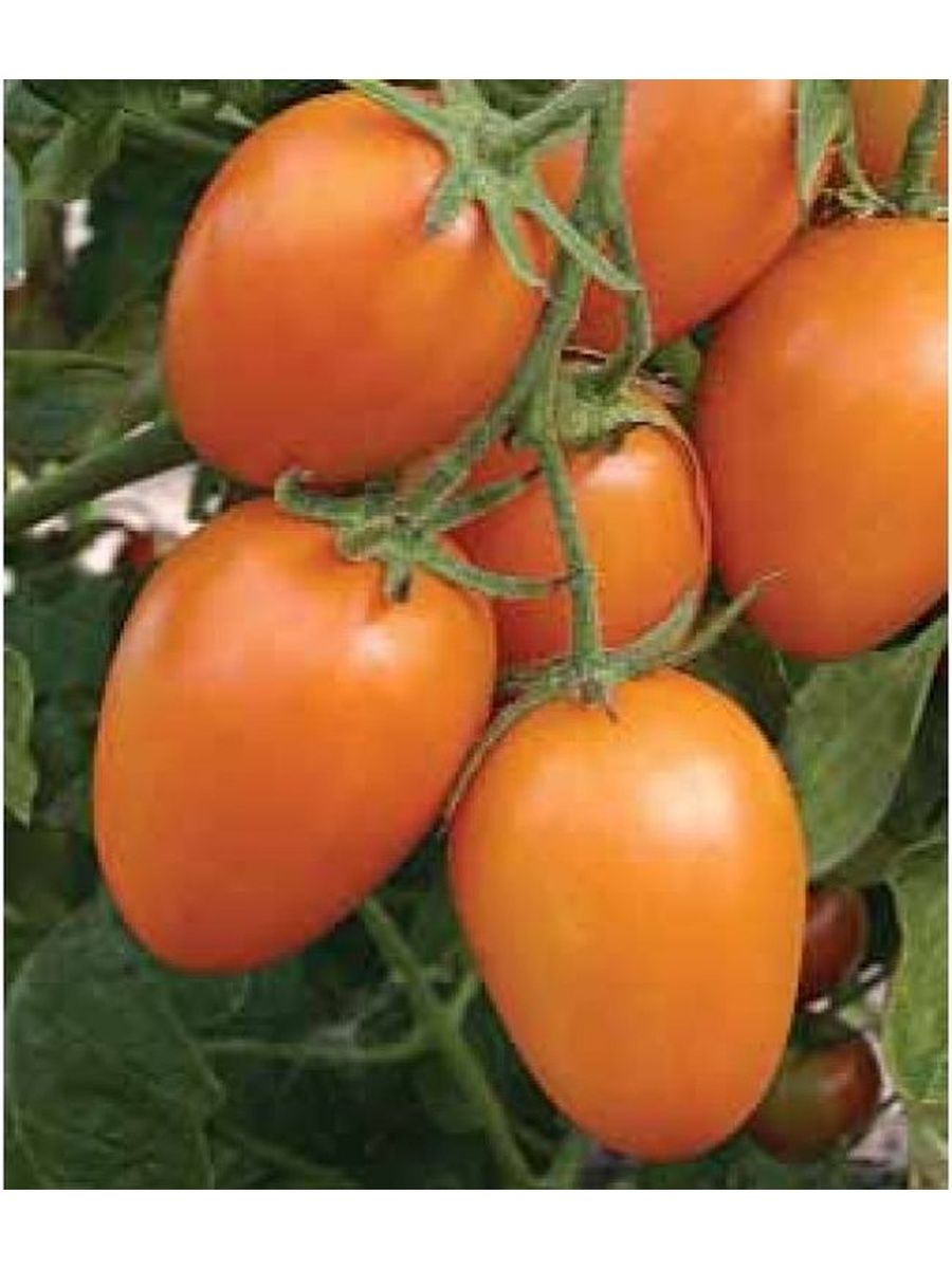 оранжевые сорта томатов фото