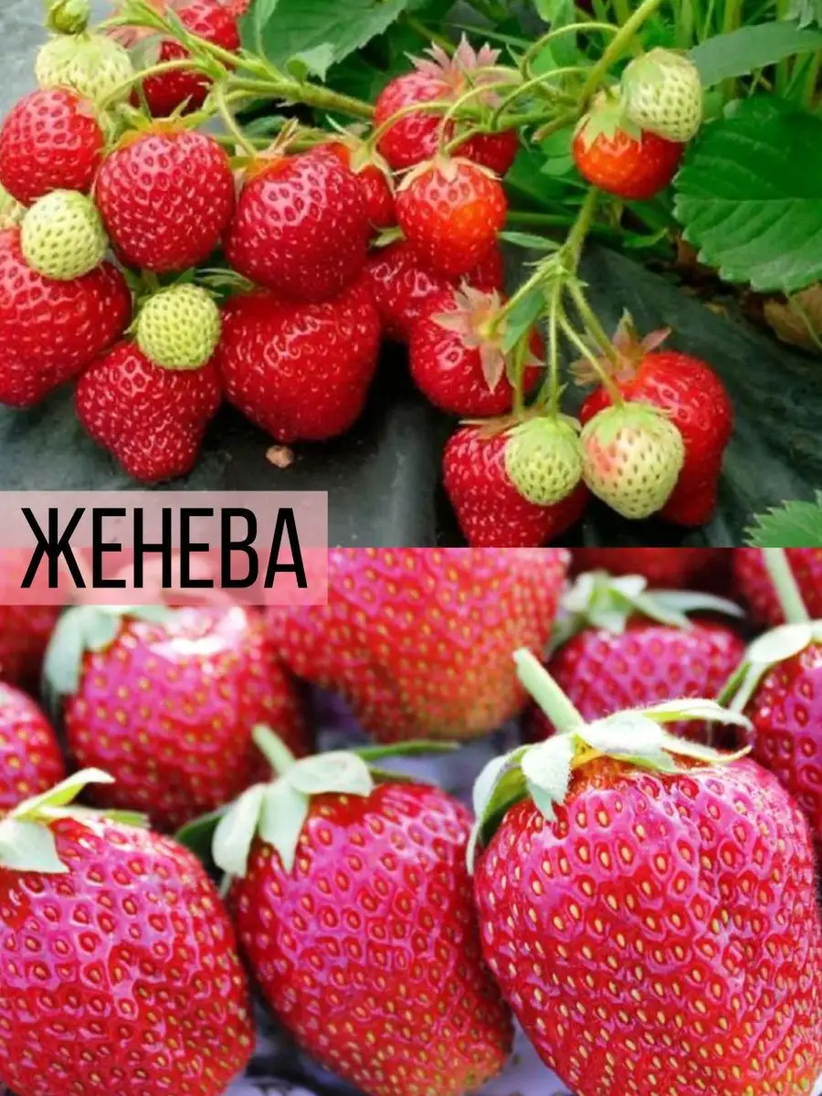 Семена Сибирский сад 91691194 купить за 154 ₽ в интернет-магазине Wildberries