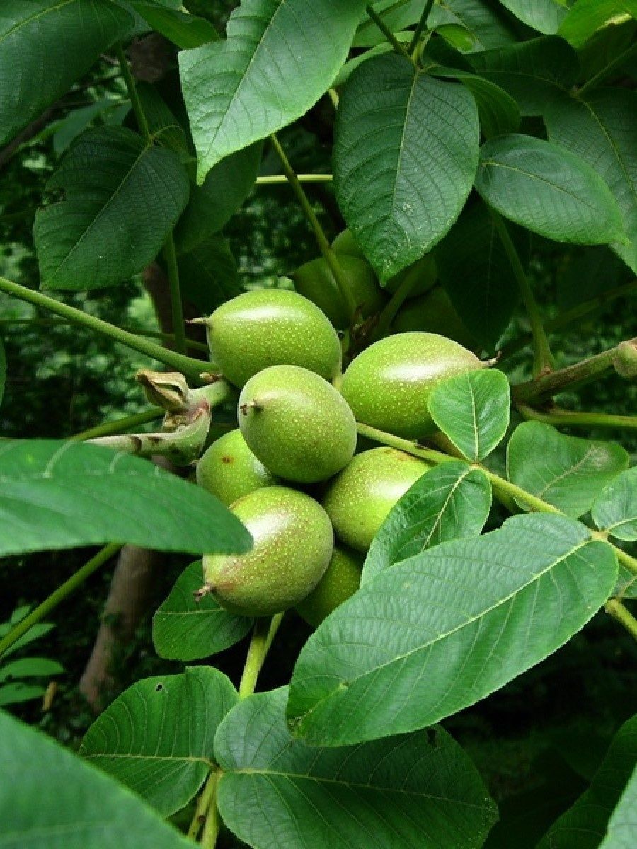 Орех сердцевидный, Juglans cordiformis