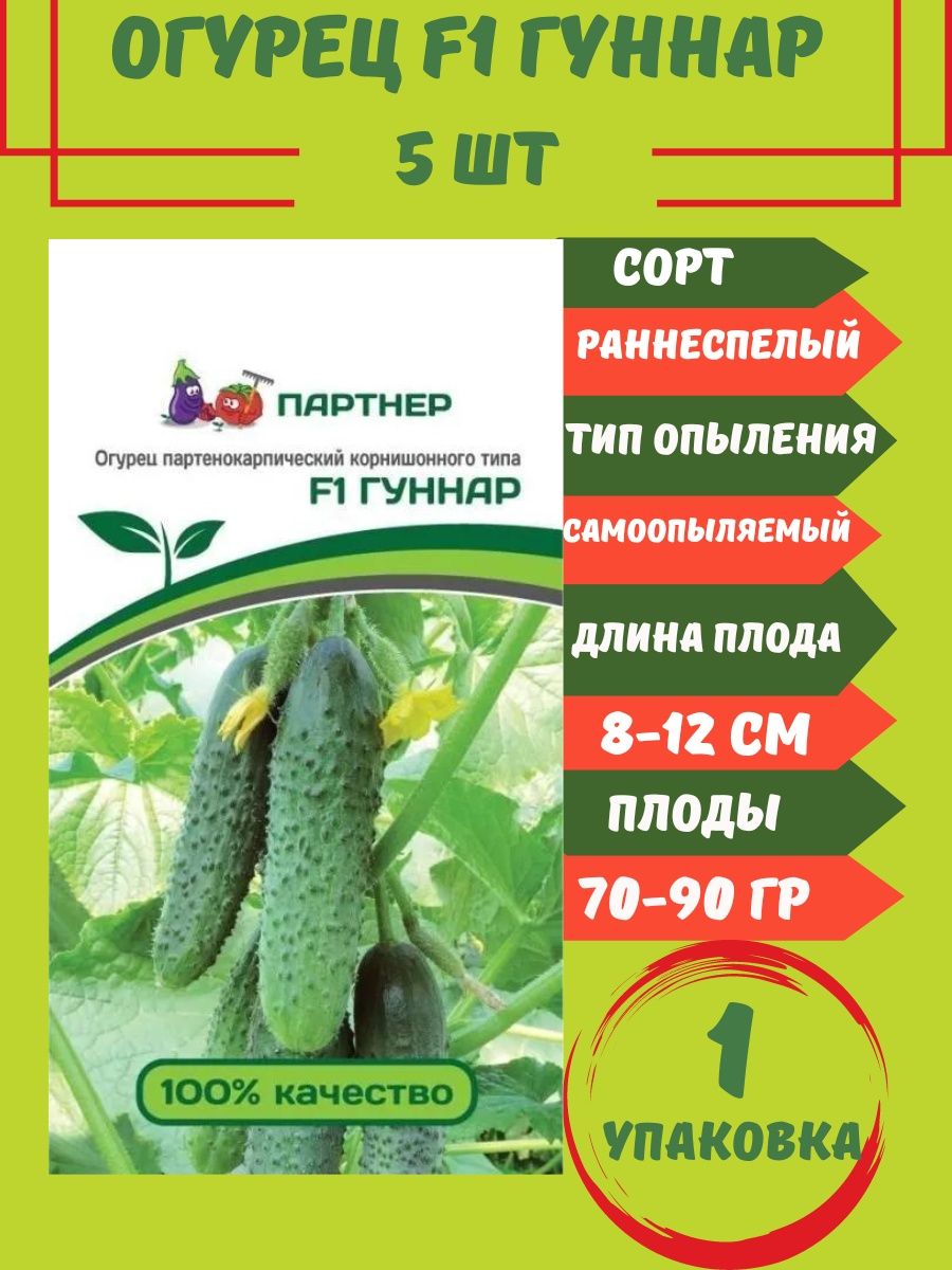 сорт огурцов гуннар фото