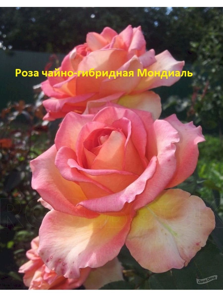 Роза чайно-гибридная фантазия Мондиаль