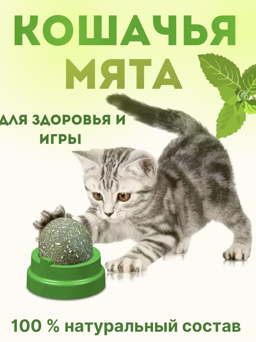 Кошачья мята для чего