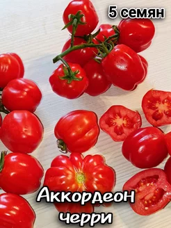 Томат Аккордеон черри