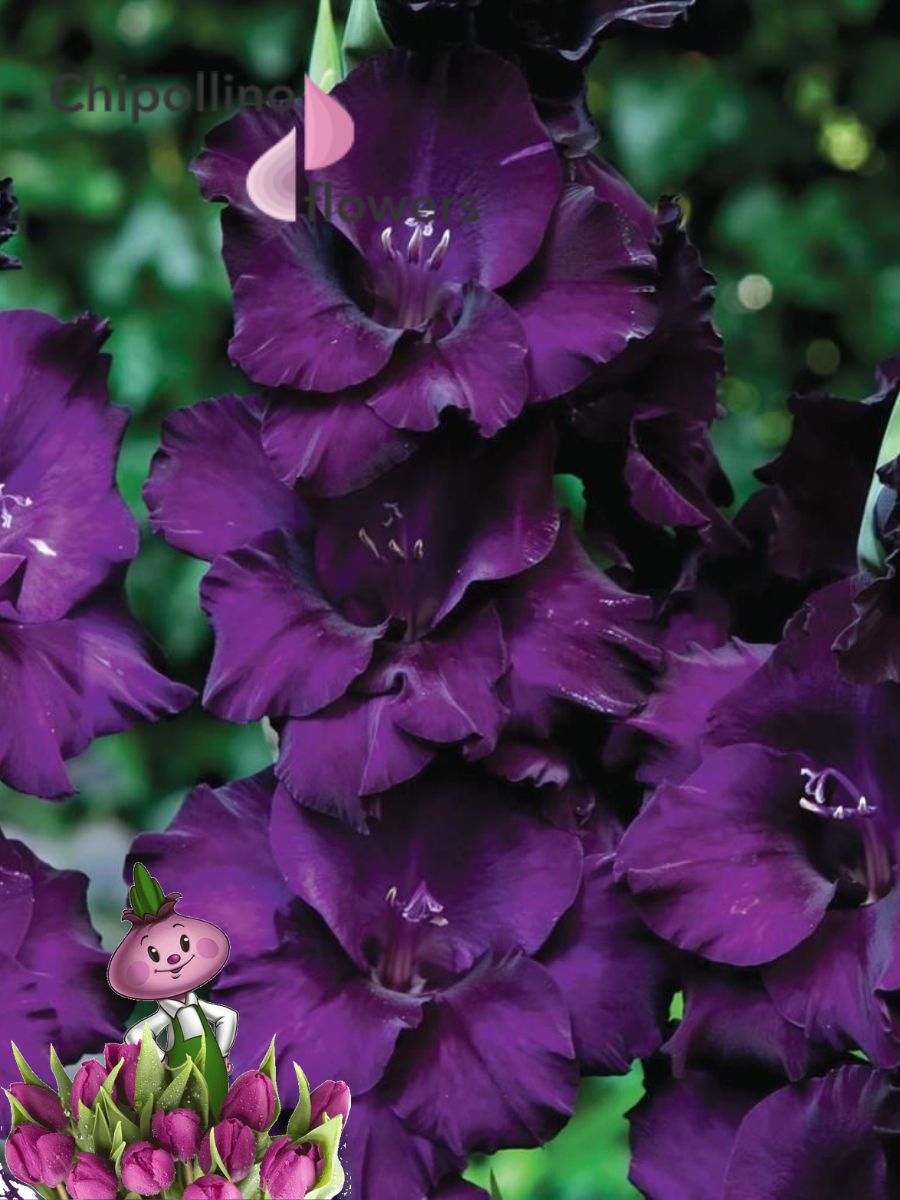 Сиреневые гладиолусы. Гладиолус Purple Flora. Гладиолус Алфалфа. Гладиолус Даск. Гладиолус Брамс.