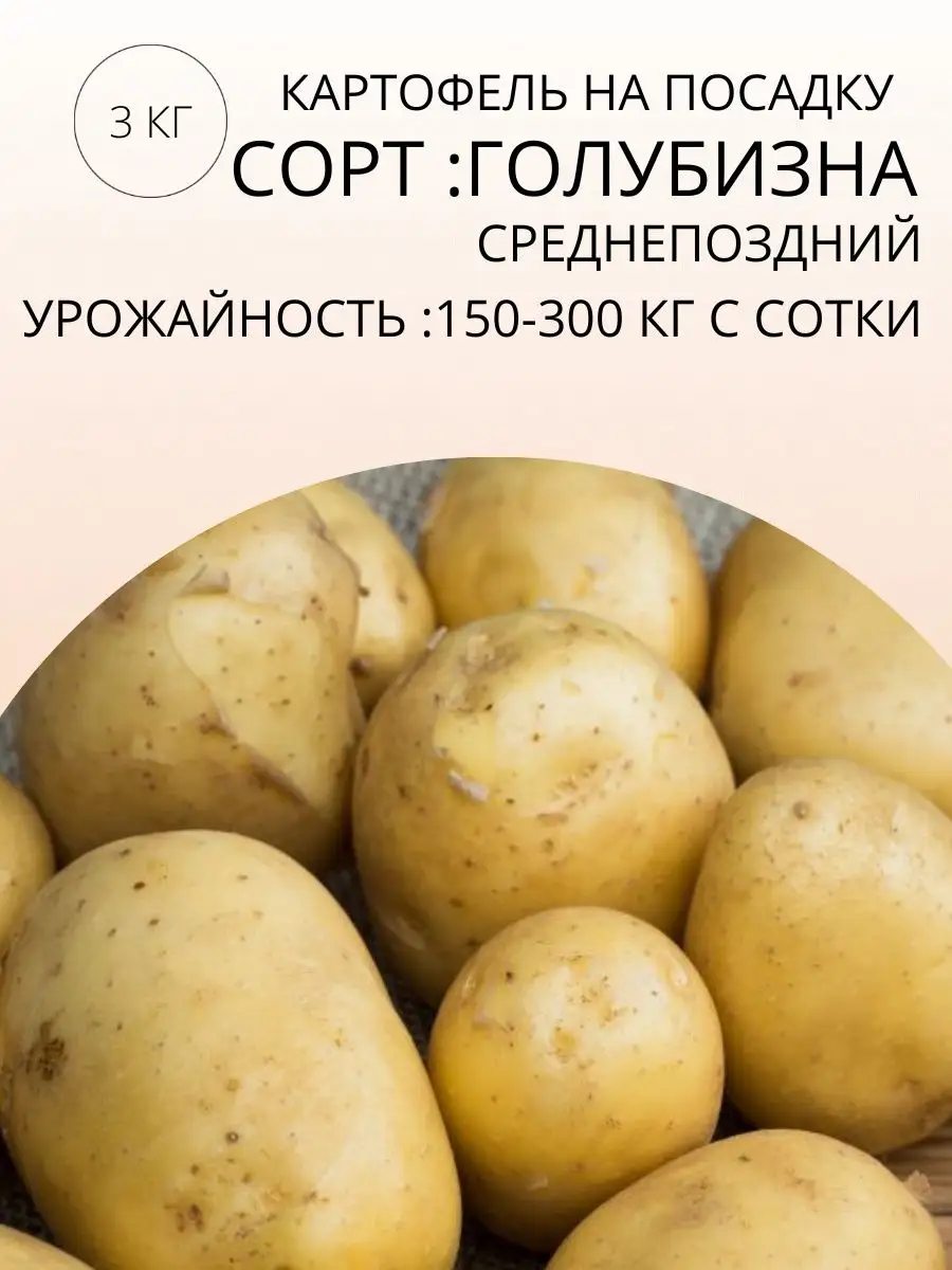 Семенная картошка/Лучшие сорта семенной картошки Цветы Голландии 145114839купить в интернет-магазине Wildberries