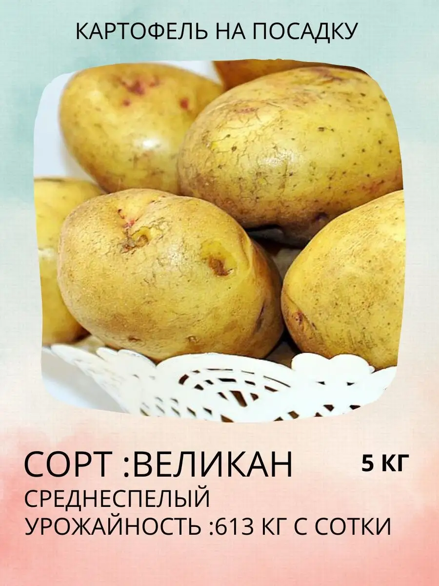 Картофель на посадку/Семенной картофель Райский сад 145129854 купить винтернет-магазине Wildberries
