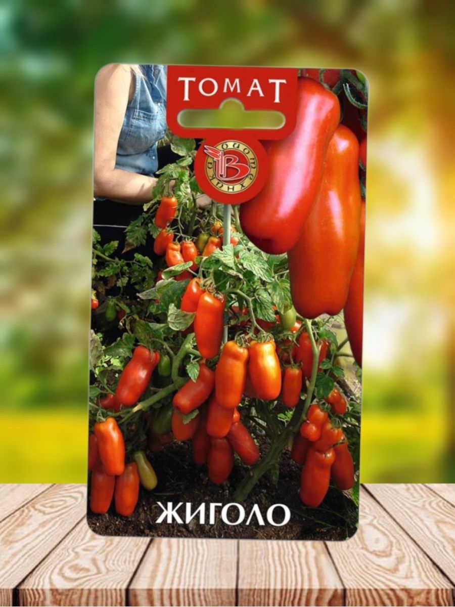 томаты жиголо фото