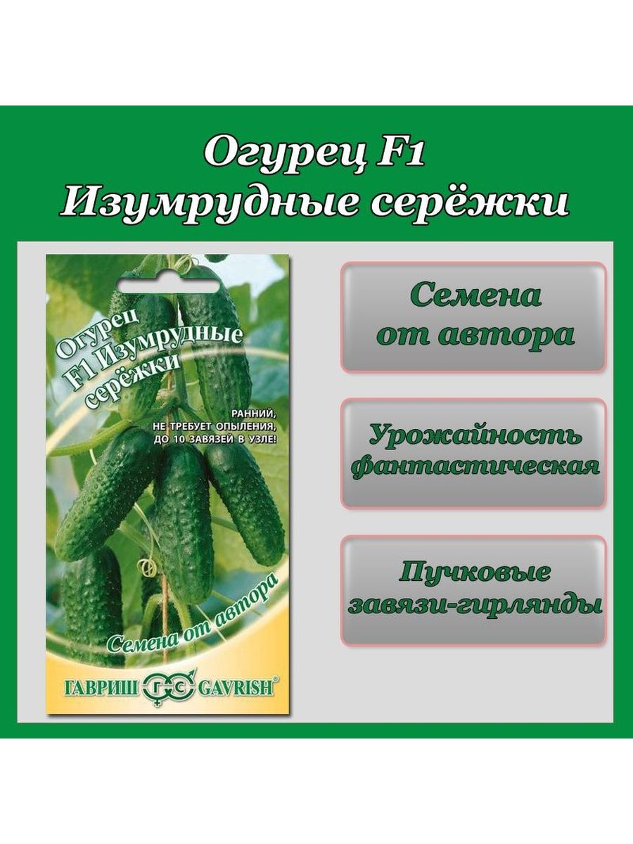 Сережка огурцов. Изумрудные сережки огурцы. Огурцы Изумрудные сережки описание сорта. Огурцы Изумрудные сережки фото. Огурец Изумрудные сережки Гавриш пчелоопыляемый.