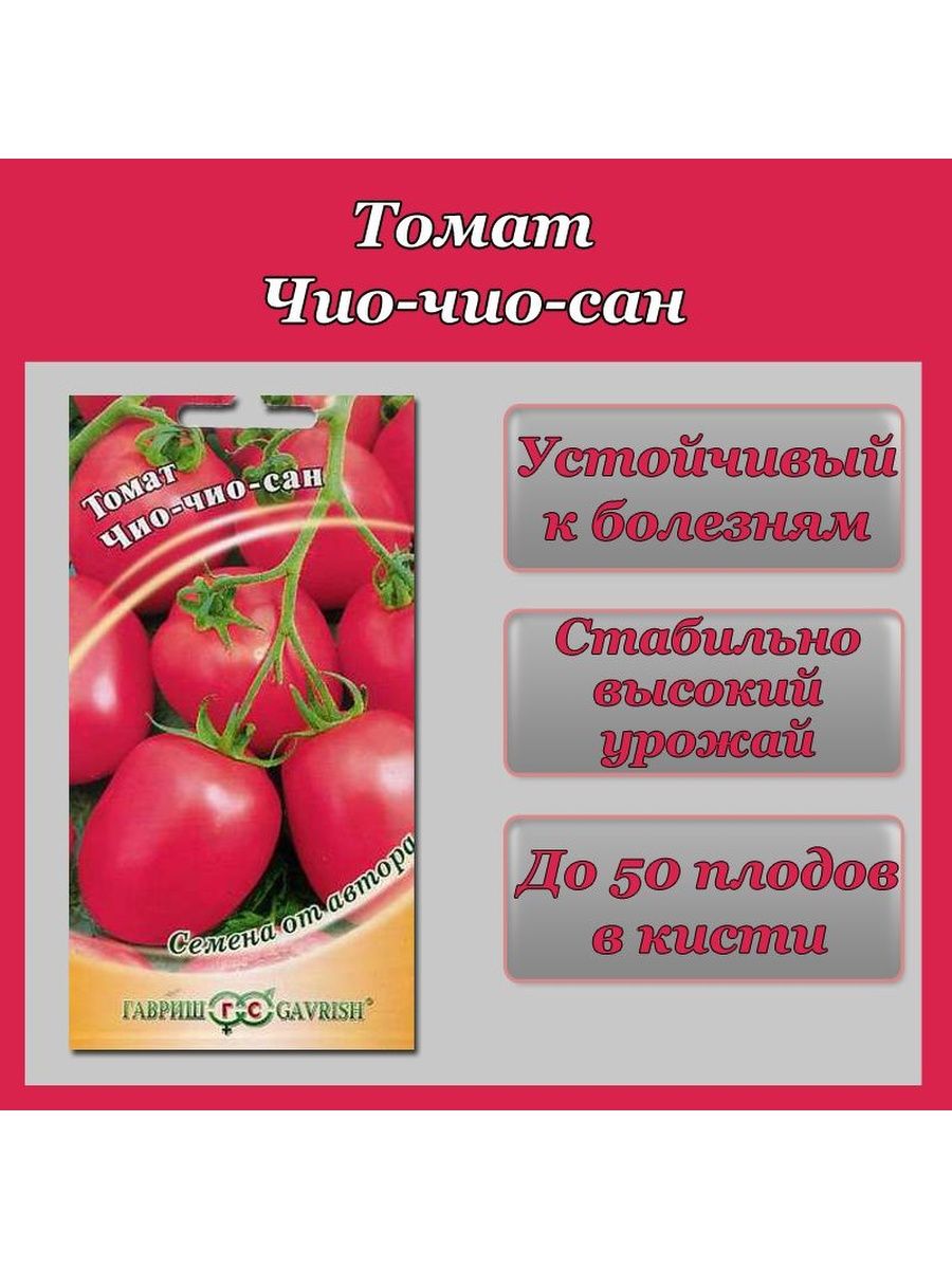 Чио чио сан томат отзывы. Гавриш томат Чио-Чио-Сан. Томат Чио-Чио-Сан оранжевый. Чио-Чио-Сан томат описание. Чио-Чио-Сан томат фото.