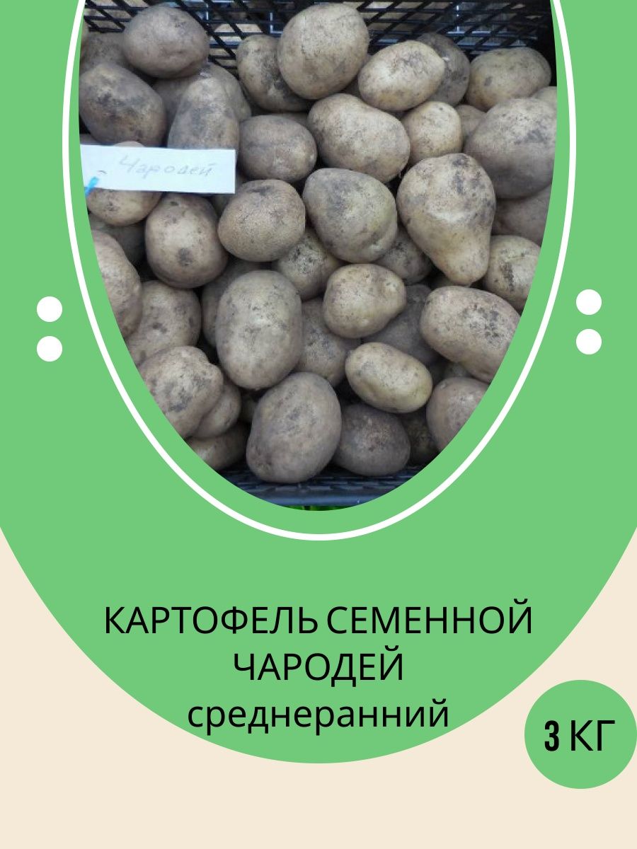 Картофель семенной клубни, картофель для посадки Дача №1 145748641 купить винтернет-магазине Wildberries