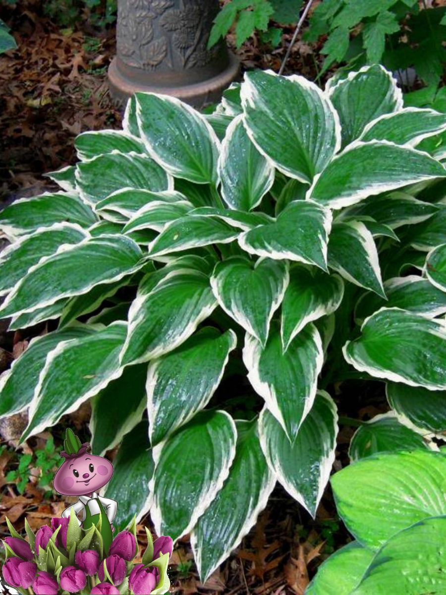 Хоста белоокаймленная (Hosta albomarginata)