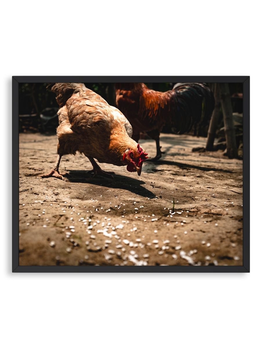 Почему курицы клюют кровь. Постеры с курами. Плакат с курами. Курица клюет. Обои с курицами на стены.