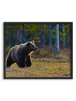 Плакат, постер - Бурый медведь гуляет возле деревьев