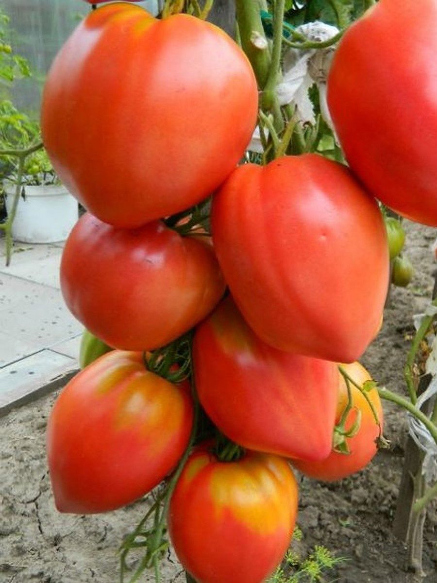 Минусинский богатырь томат