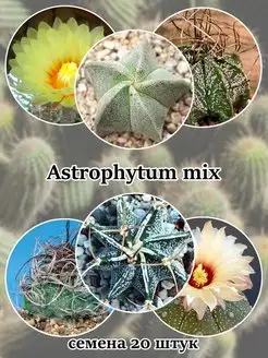 Astrophytum mix кактус семена 20шт