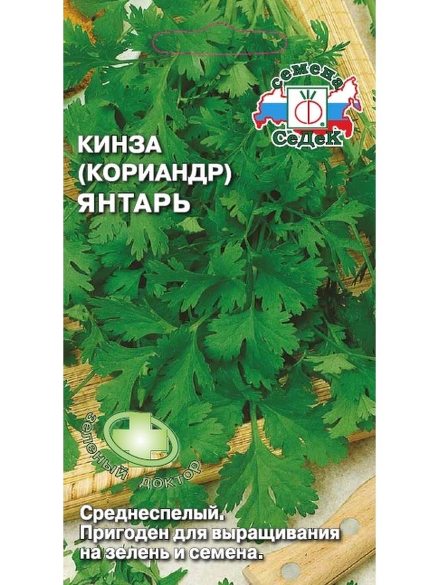 Кориандр янтарь описание сорта фото