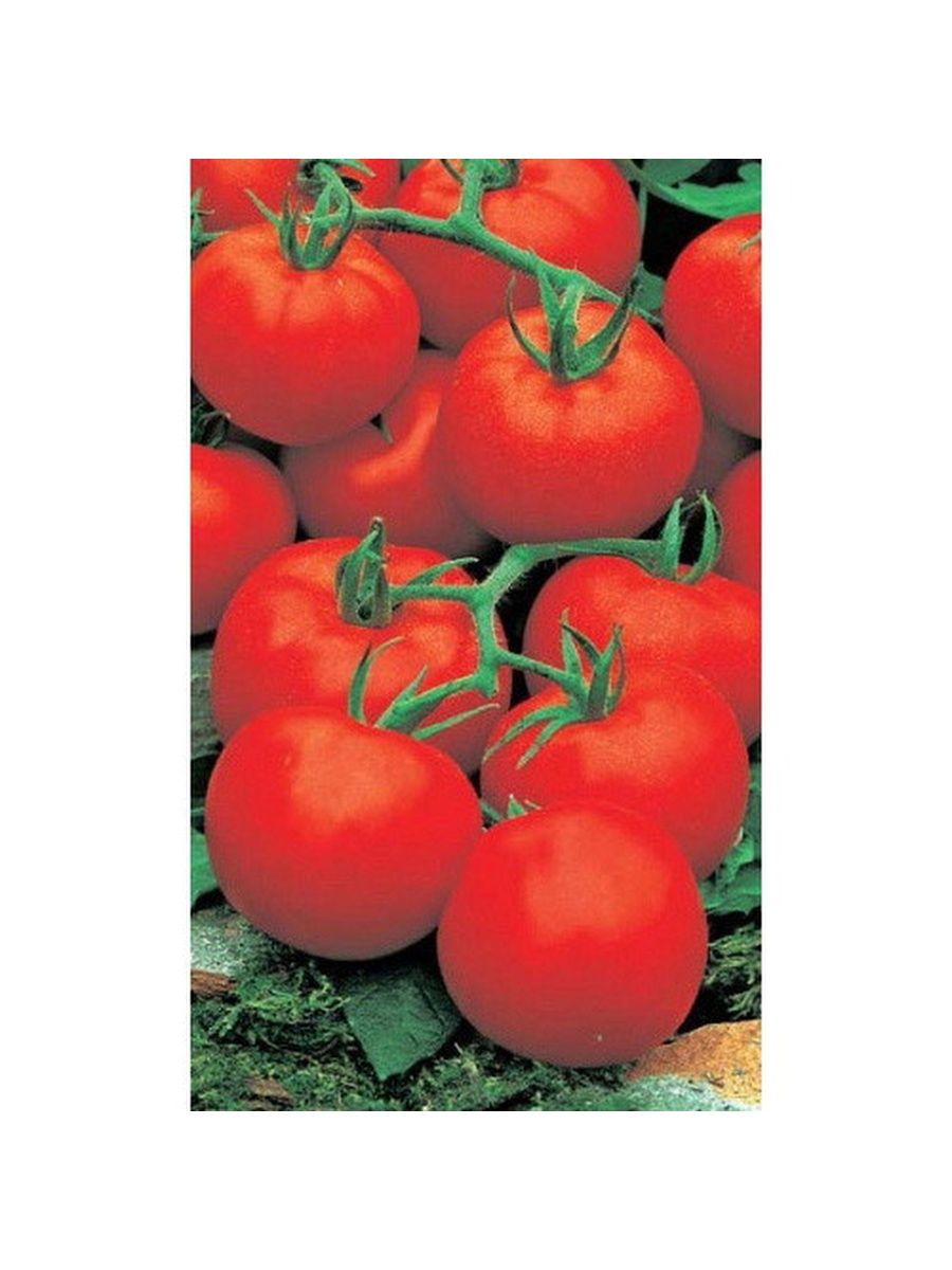 Сорт томатов ультраскороспелый f1