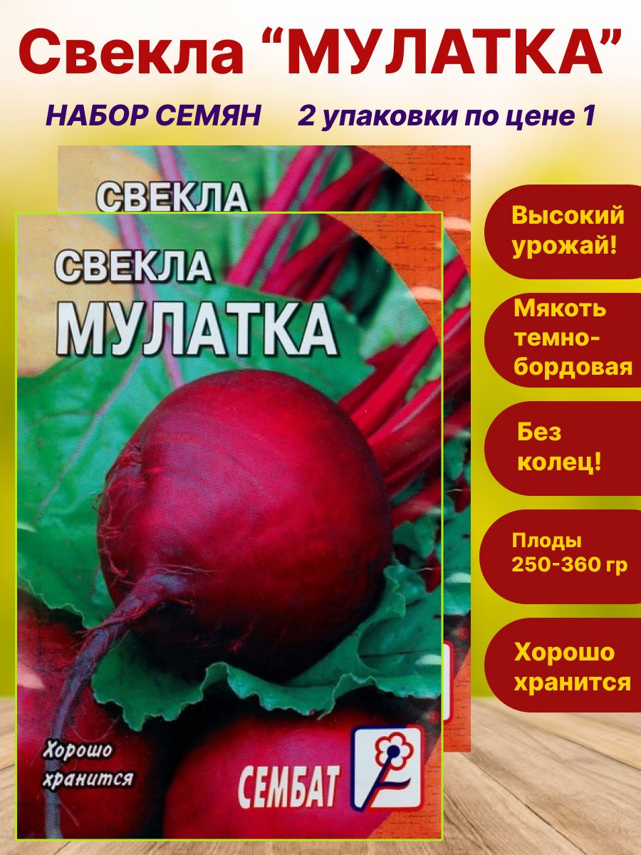 Свекла мулатка