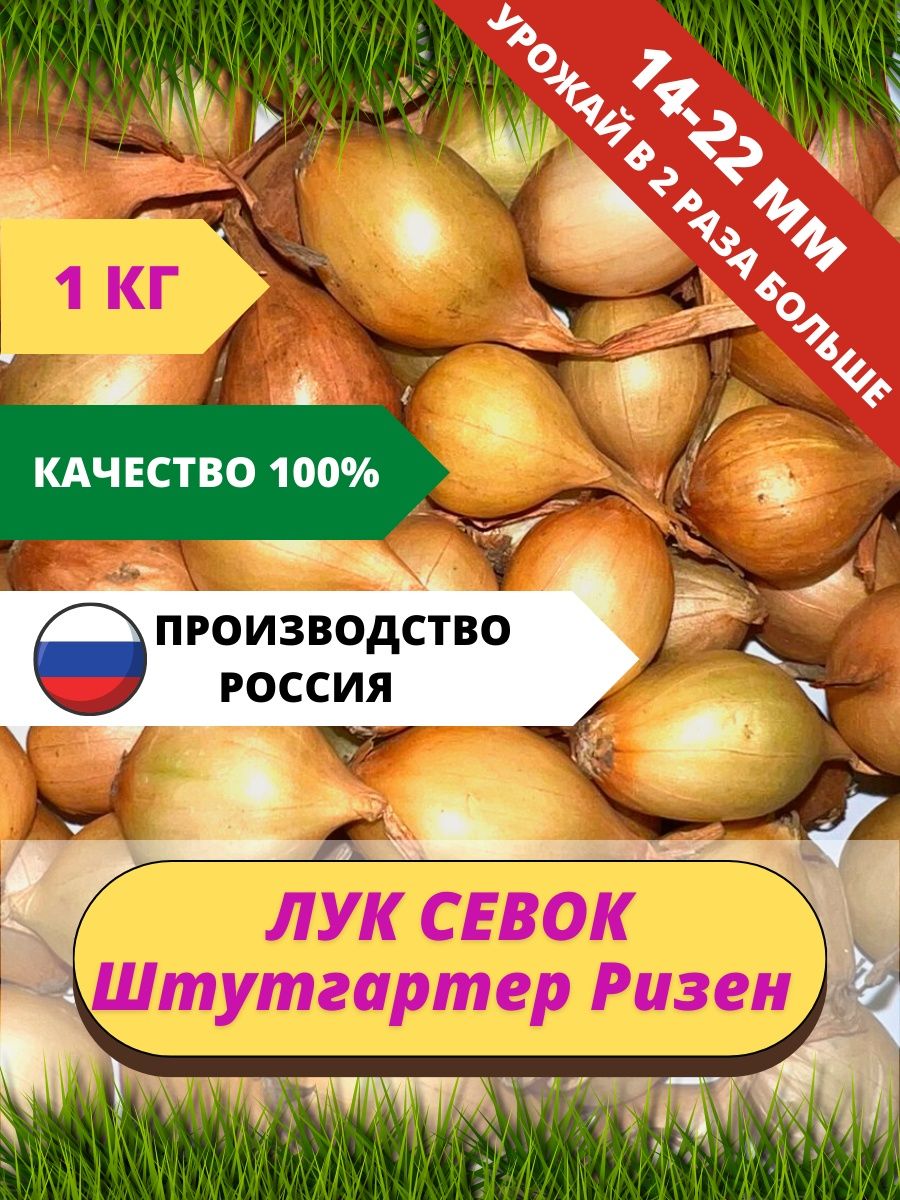 Лук штутгартер ризен описание и отзывы. Лук-севок Штутгартер Ризен. Лук Штутгартер Ризен описание сорта. Лук-севок Штутгартер описание. Лук Штутгартер описание.