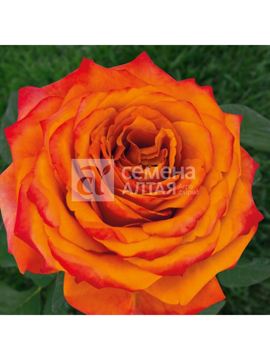 Роза персиковый ликер