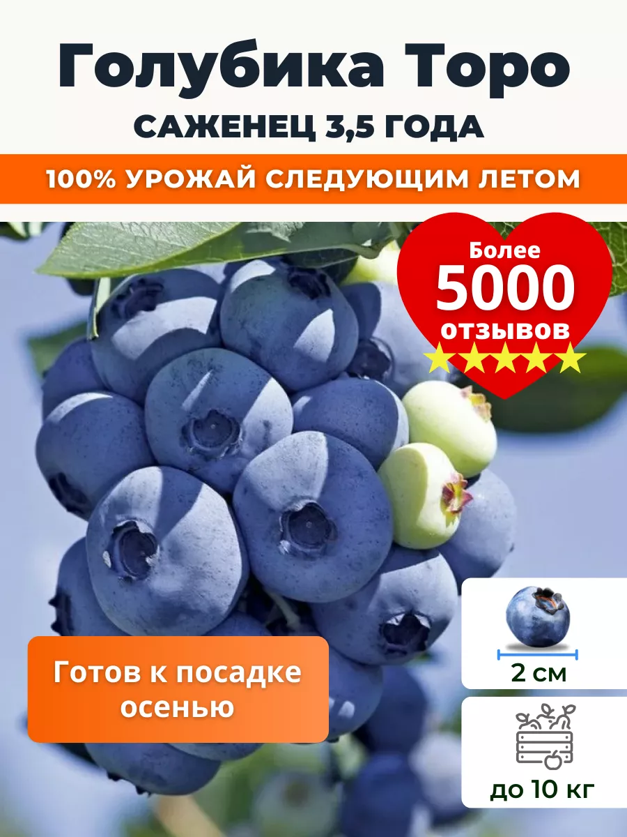 Саженец голубики двухлетней Торо 4 года Растения из Беларуси 148026417купить в интернет-магазине Wildberries
