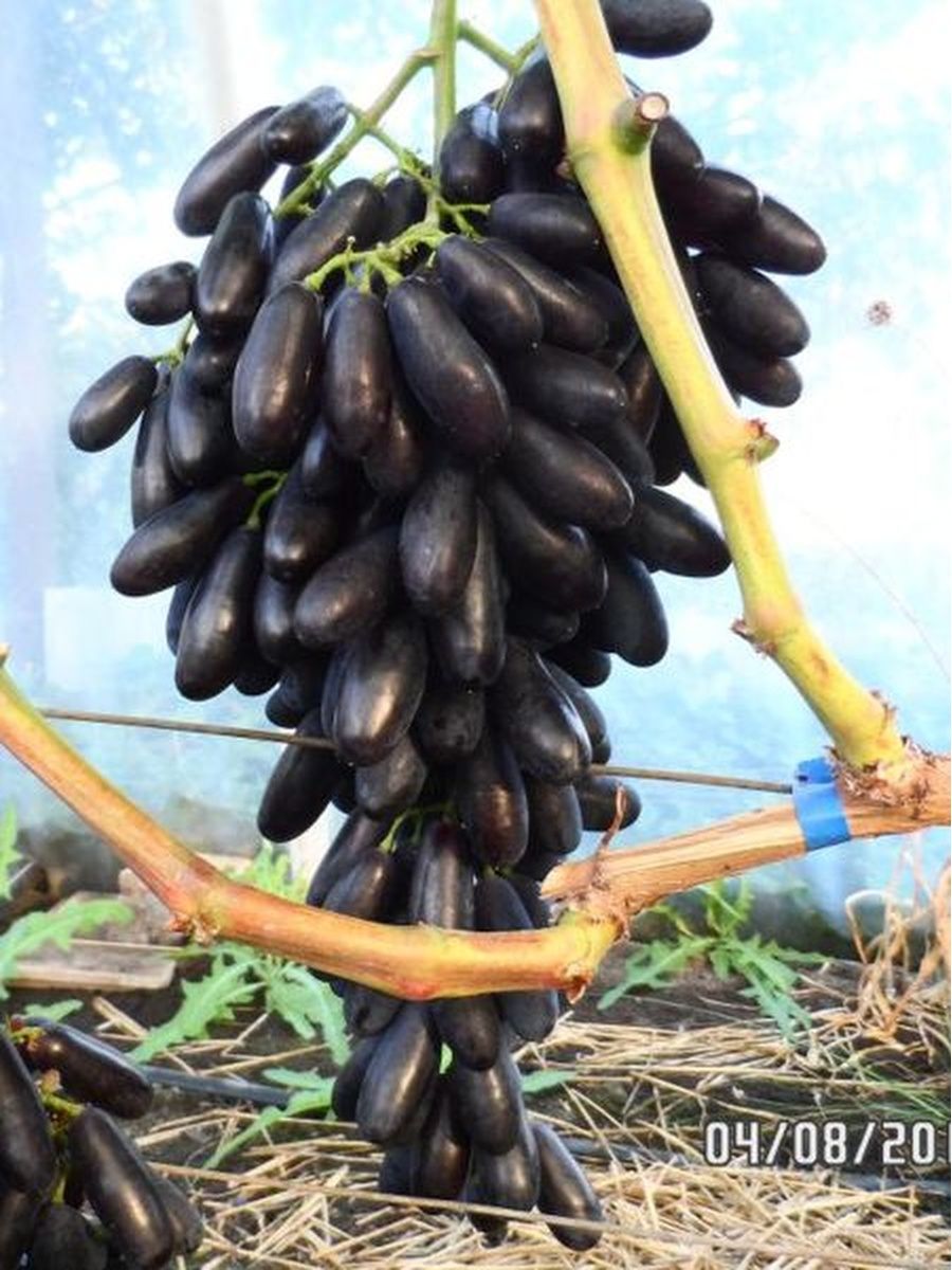 Сорт винограда бананас фото и описание